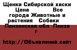 Щенки Сибирской хаски › Цена ­ 18 000 - Все города Животные и растения » Собаки   . Пензенская обл.,Пенза г.